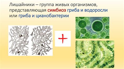биологиябиоиндикаторыэвглена зелёная, хламидомонада, цианобактерии, моллюски, лишайники